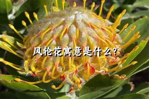 风轮花寓意是什么？