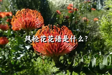 风轮花花语是什么？