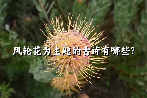 风轮花为主题的古诗有哪些？