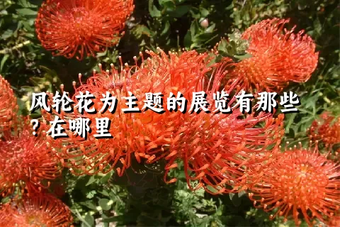 风轮花为主题的展览有那些？在哪里