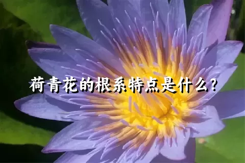 荷青花的根系特点是什么？