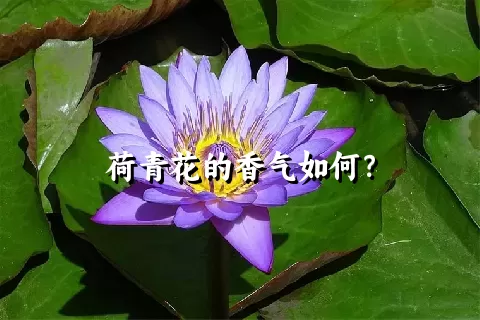 荷青花的香气如何？