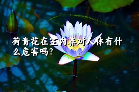 荷青花在室内养对人体有什么危害吗？