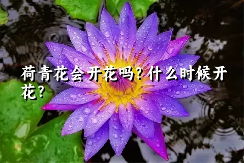 荷青花会开花吗？什么时候开花？