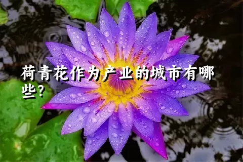 荷青花作为产业的城市有哪些？