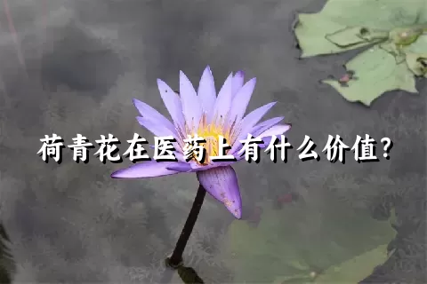 荷青花在医药上有什么价值？