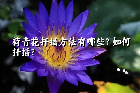 荷青花扦插方法有哪些？如何扦插？