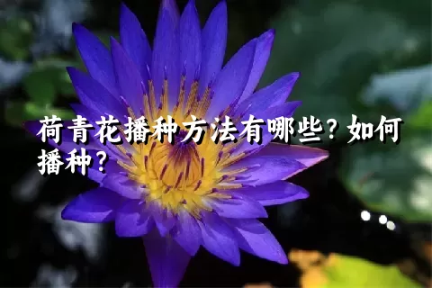 荷青花播种方法有哪些？如何播种？