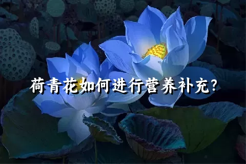 荷青花如何进行营养补充？