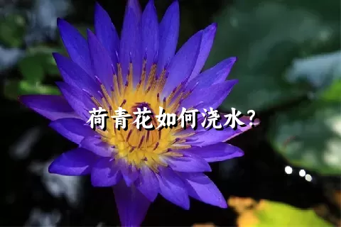 荷青花如何浇水？