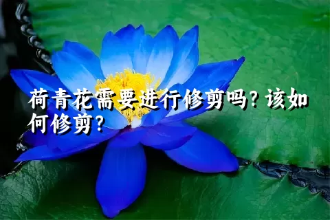 荷青花需要进行修剪吗？该如何修剪？