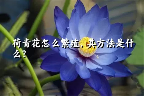 荷青花怎么繁殖，其方法是什么？