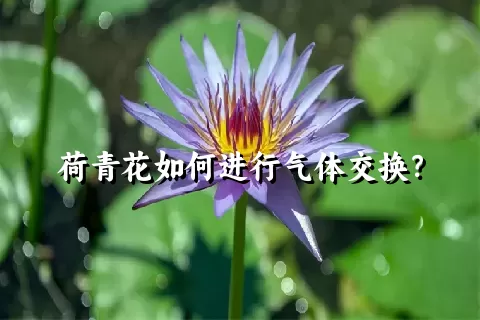 荷青花如何进行气体交换？