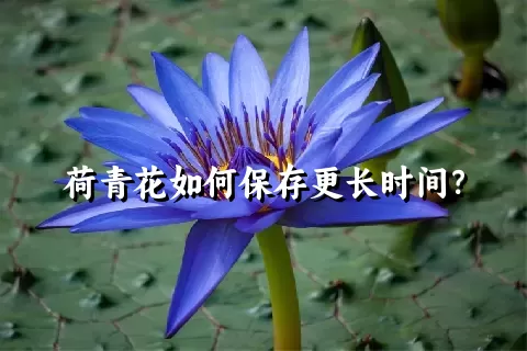 荷青花如何保存更长时间？