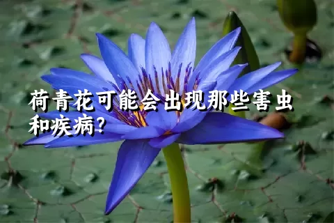 荷青花可能会出现那些害虫和疾病？