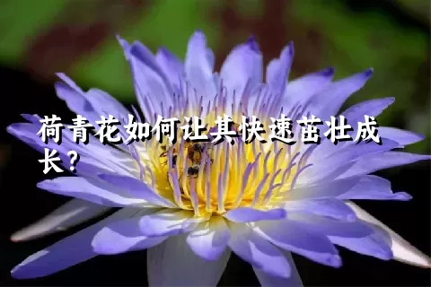 荷青花如何让其快速茁壮成长？