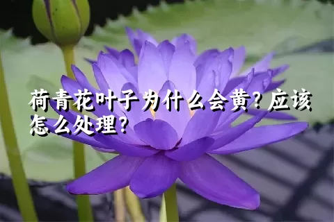 荷青花叶子为什么会黄？应该怎么处理？