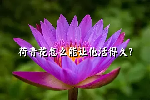 荷青花怎么能让他活得久？