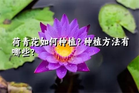 荷青花如何种植？种植方法有哪些？