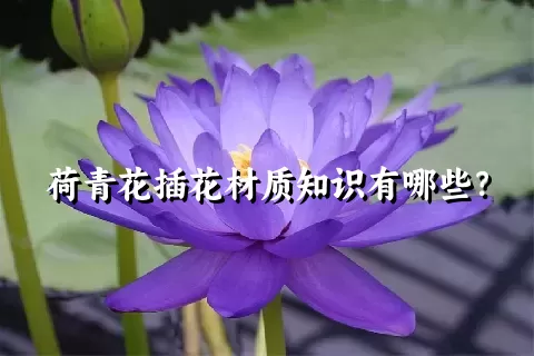 荷青花插花材质知识有哪些？