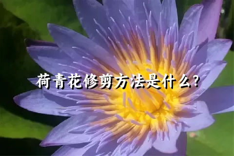 荷青花修剪方法是什么？