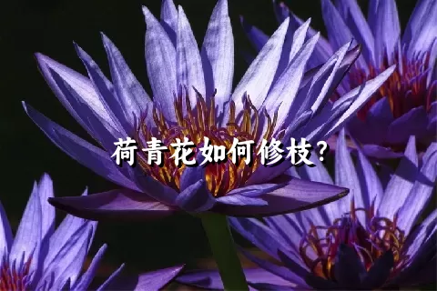 荷青花如何修枝？