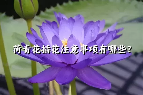 荷青花插花注意事项有哪些？