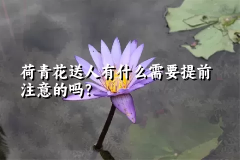 荷青花送人有什么需要提前注意的吗？