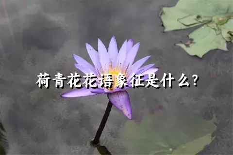 荷青花花语象征是什么？