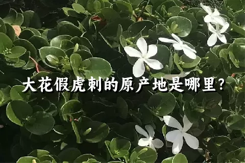 大花假虎刺的原产地是哪里？