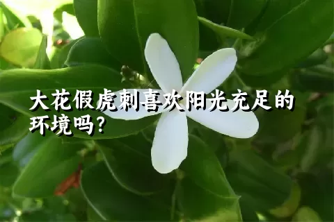 大花假虎刺喜欢阳光充足的环境吗？