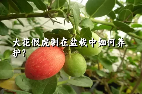 大花假虎刺在盆栽中如何养护？