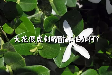 大花假虎刺的耐寒性如何？