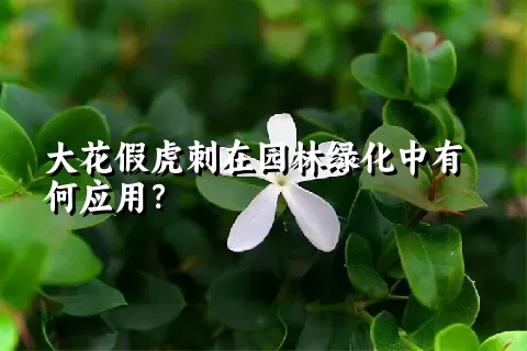 大花假虎刺在园林绿化中有何应用？