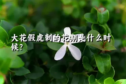 大花假虎刺的花期是什么时候？