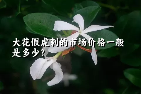 大花假虎刺的市场价格一般是多少？