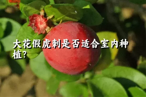 大花假虎刺是否适合室内种植？