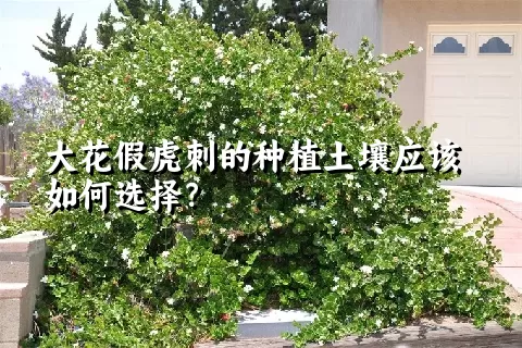 大花假虎刺的种植土壤应该如何选择？