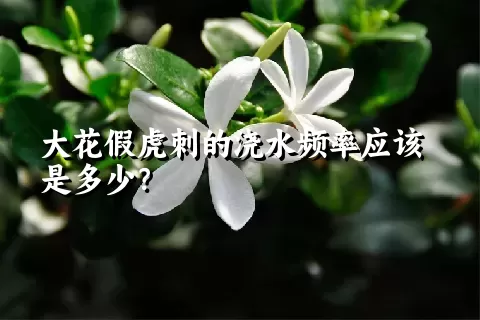 大花假虎刺的浇水频率应该是多少？