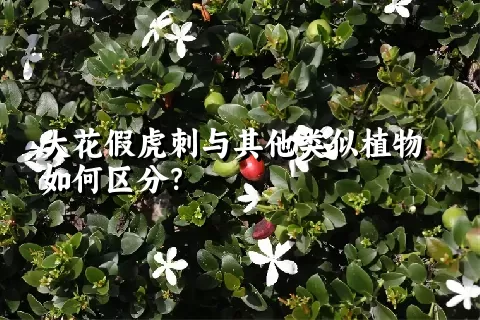 大花假虎刺与其他类似植物如何区分？