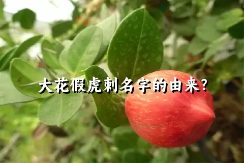 大花假虎刺名字的由来？