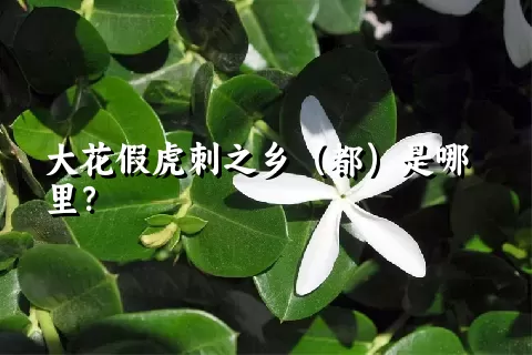 大花假虎刺之乡（都）是哪里？