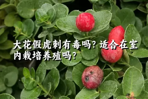 大花假虎刺有毒吗？适合在室内栽培养殖吗？