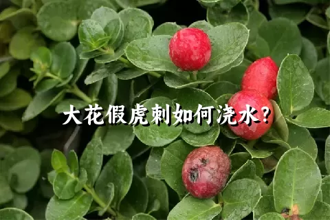 大花假虎刺如何浇水？