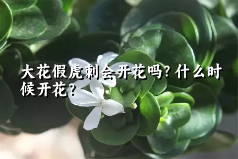 大花假虎刺会开花吗？什么时候开花？