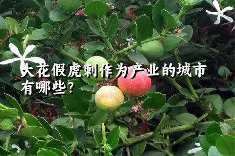 大花假虎刺作为产业的城市有哪些？