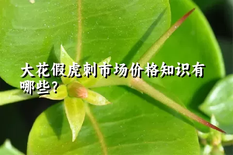 大花假虎刺市场价格知识有哪些？