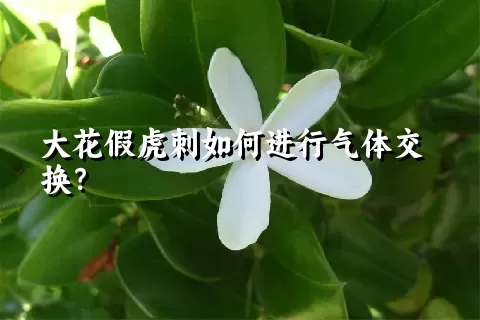 大花假虎刺如何进行气体交换？