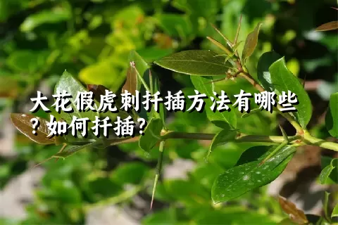 大花假虎刺扦插方法有哪些？如何扦插？