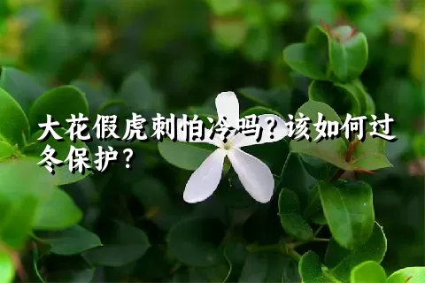 大花假虎刺怕冷吗？该如何过冬保护？